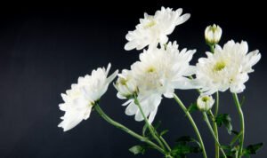 White chrysanthemum flowers, a traditional funeral flower in Malaysia