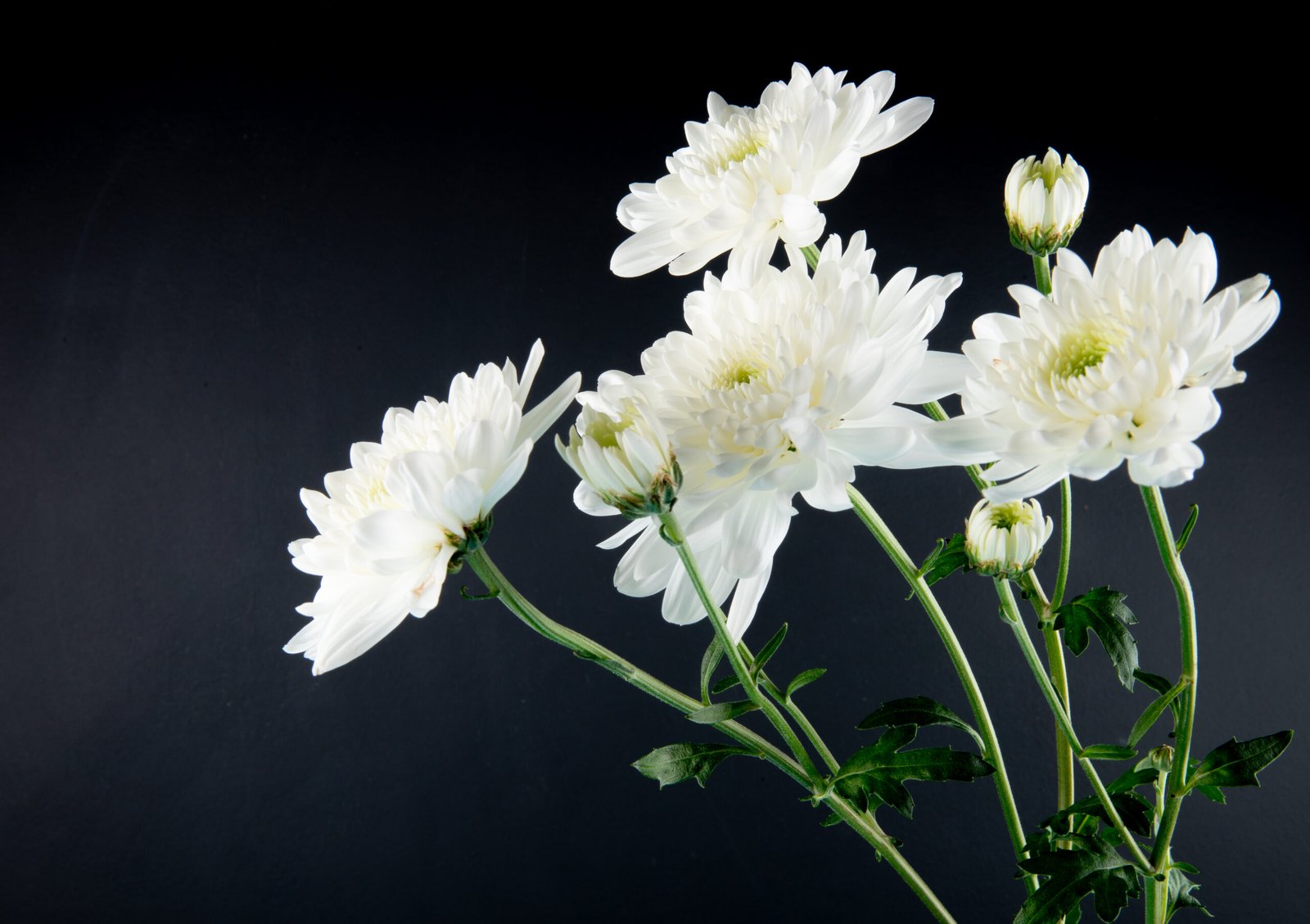 White chrysanthemum flowers, a traditional funeral flower in Malaysia